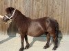 dressage horse Paulchen (Shetland Pony, 1991)