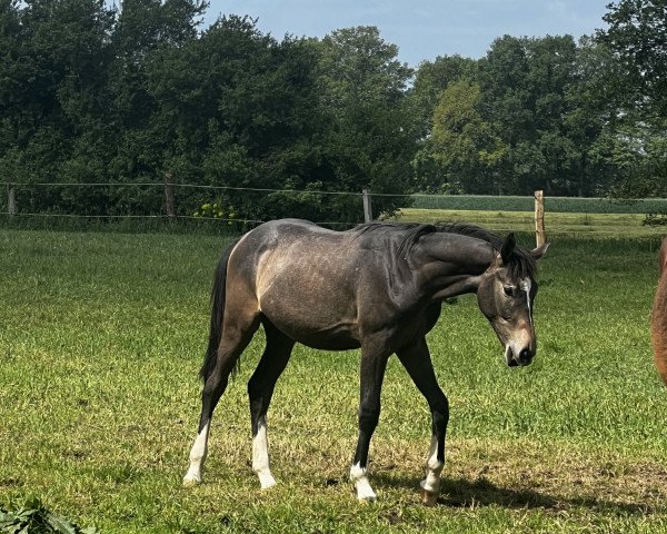 jumper Codex Quadrigo (Oldenburg show jumper, 2022, from Codex Diaz Z)