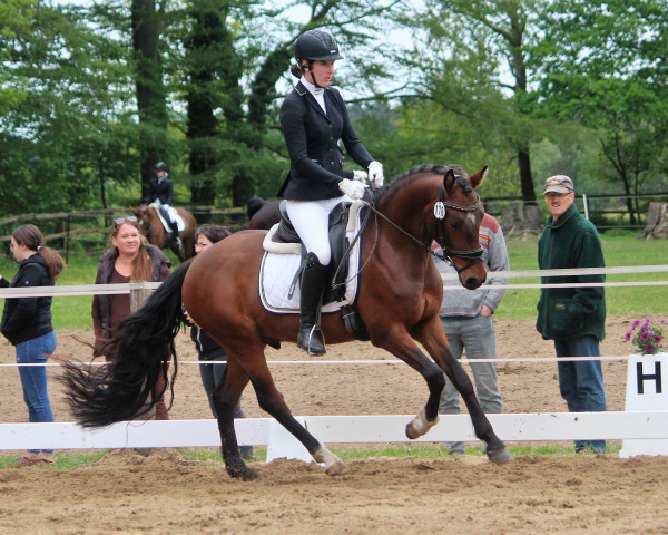dressage horse Hjk Cosmo de Luxe (German Riding Pony, 2019, from Coleur de Luxe K)