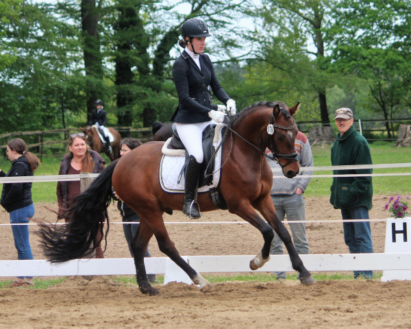 Springpferd Hjk Cosmo de Luxe (Deutsches Reitpony, 2019, von Coleur de Luxe K)