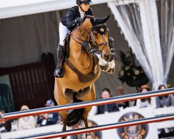 jumper Excellent B (KWPN (Royal Dutch Sporthorse), 2009, from Berlin)