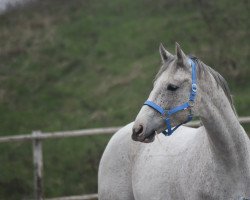 jumper Prinz Charming Le (German Sport Horse, 2017, from Prinz Ludwig)