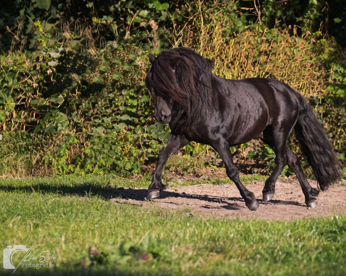 stallion Gigolo aus Eggeloge (Shetland Pony, 2001, from Giegant v. Geldersoord)