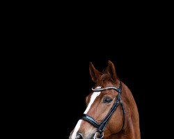 dressage horse Bella Dee (Württemberger, 2013, from Callaho's Benicio)