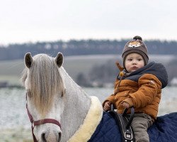 Dressurpferd Dübelsile's Cornelis (Welsh Mountain Pony (Sek.A), 2019)