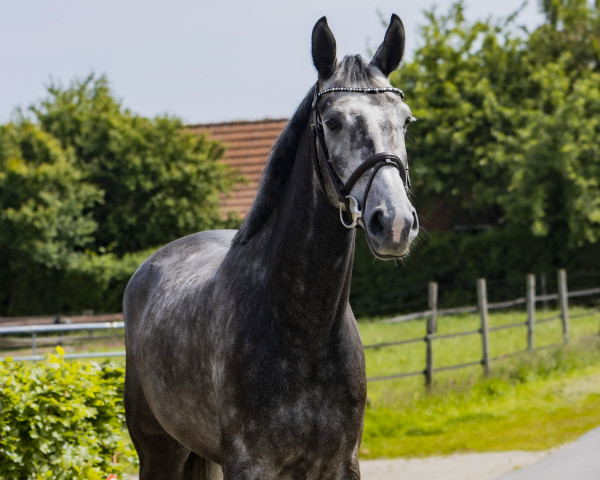 Springpferd Isolotto del Castello (KWPN (Niederländisches Warmblut), 2018, von Irvington VDL)