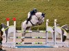 jumper Hennes de Lux S (Oldenburg show jumper, 2014, from Hermes de Lux)