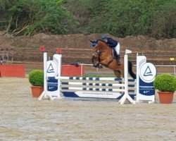 jumper Carducci S (Oldenburg show jumper, 2017, from Cayetano L)