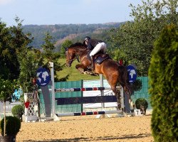 jumper Chocolat S (Zangersheide riding horse, 2015, from Comilfo Plus Z)