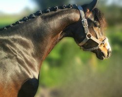 jumper Time To Wonder (German Riding Pony, 2016)