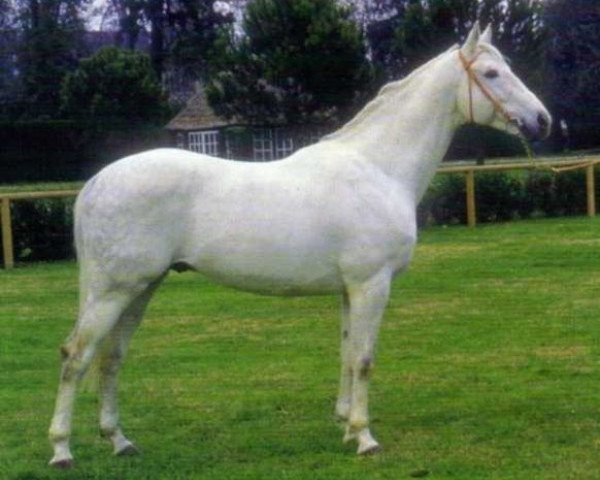 stallion Quatar de Plape AA (Anglo-Arabs, 1982, from Emir IV AA)