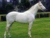 stallion Quatar de Plape AA (Anglo-Arabs, 1982, from Emir IV AA)
