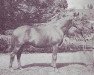 stallion Djecko AA (Anglo-Arabs, 1949, from Quicko xx)