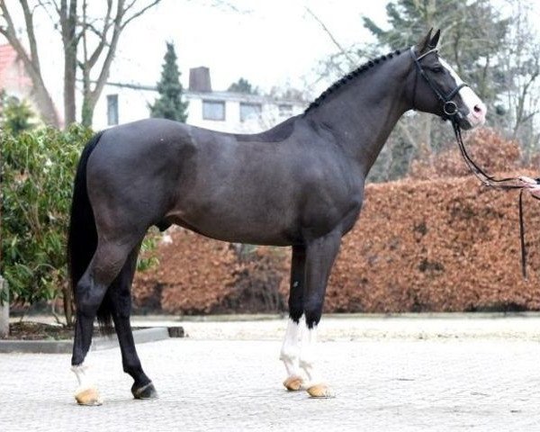 stallion Croesus (Holsteiner, 2004, from Casall Ask)