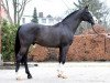 stallion Croesus (Holsteiner, 2004, from Casall)