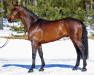 stallion Chalco 158 FIN (Oldenburg show jumper, 2006, from Chalan)