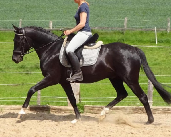 stallion Dramatikus (German Riding Pony, 2018, from Don Dino L)