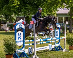 dressage horse Lasaro (Little German Riding Horse, 2009, from Limp Bizkit)