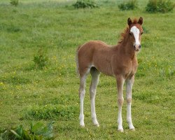 horse Padme Amidala (Welsh Pony (Sek.B), 2022, from Ankumshof Kensington)