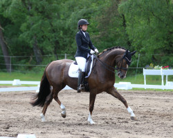 dressage horse Quintilia 3 (Hanoverian, 2014, from Quaterhall)