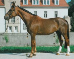 broodmare Glanzstück (Noble Warmblood, 1984, from Taifun 1364)