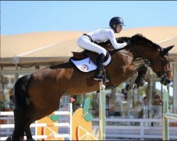 jumper Hisinia vd Wolfsakker Z (KWPN (Royal Dutch Sporthorse), 2012, from Hos D'O)