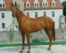 broodmare Leandra (Noble Warmblood, 1990, from Lars)