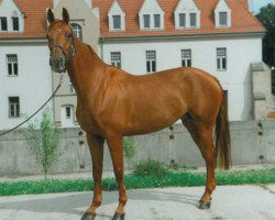 Zuchtstute Leandra (Edles Warmblut, 1990, von Lars)