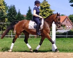 dressage horse Hope (Nederlands Rijpaarden en Pony, 2019, from Hermes N.O.P.)