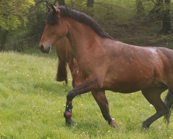 horse Hoppenhof's Dhaya (New Forest Pony, 2010, from Polsbury Pirelli)