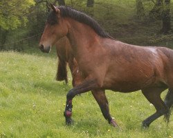 dressage horse Hoppenhof's Dhaya (New-Forest-Pony, 2010, from Polsbury Pirelli)