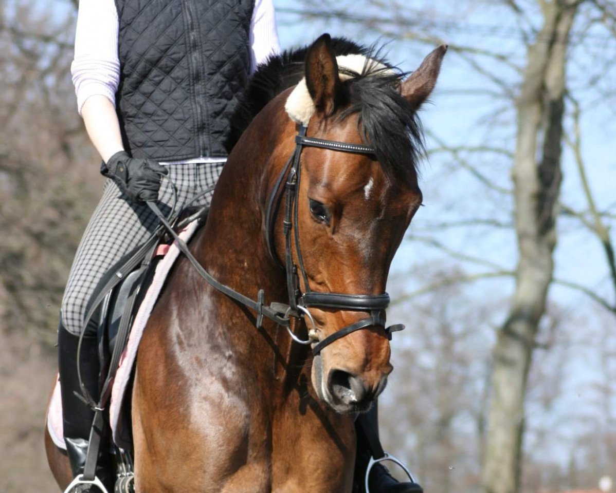 jumper Lorenzo von Matterhorn (Holsteiner, 2003, from Betel xx)