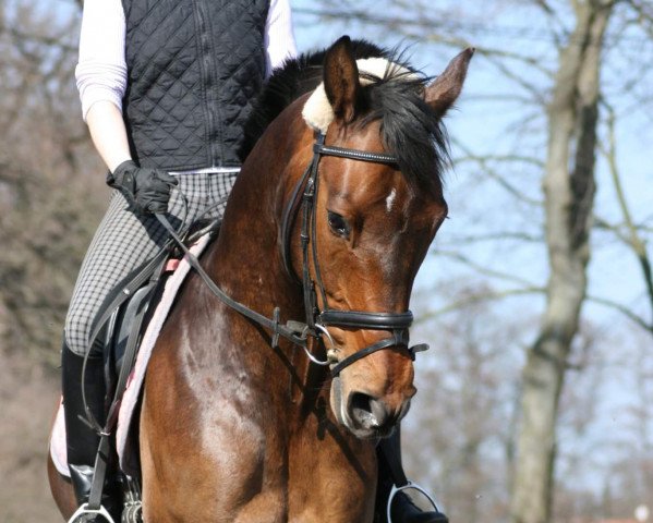 Springpferd Lorenzo von Matterhorn (Holsteiner, 2003, von Betel xx)