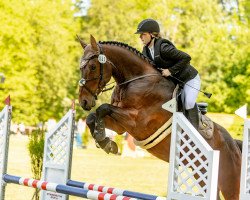 jumper Can Fly for You (Oldenburg show jumper, 2015, from Can Fly Berlin)