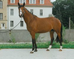 broodmare Ravenna (Sachse, 1992, from Landesfürst)