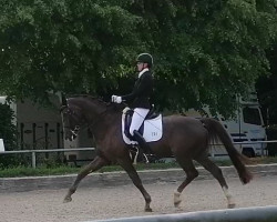 dressage horse Schnick-Schnack T (Oldenburg, 2009, from Sir Donnerhall I)