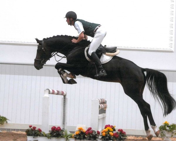 dressage horse Smaragd FS (German Sport Horse, 2002, from Sadenio)