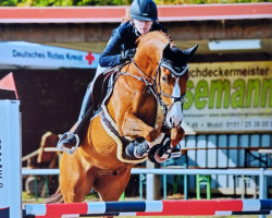 jumper Hickstead's Moon Kw (Hanoverian, 2018, from Hickstead White)