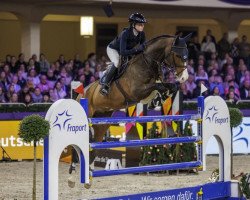 jumper SG's Air Pilot (Oldenburg show jumper, 2012, from Arpeggio)