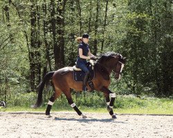 Springpferd Clara 222 (Zangersheide Reitpferd, 2015, von Chellsini Z)
