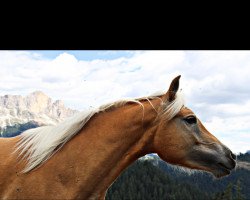 horse Desiree (Haflinger, 2020, from Winterstern O)