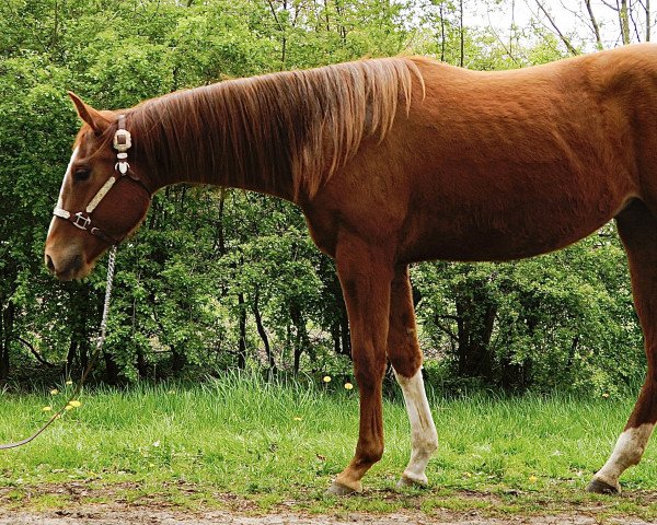 Pferd Shes Got The Look (Paint Horse, 2021)