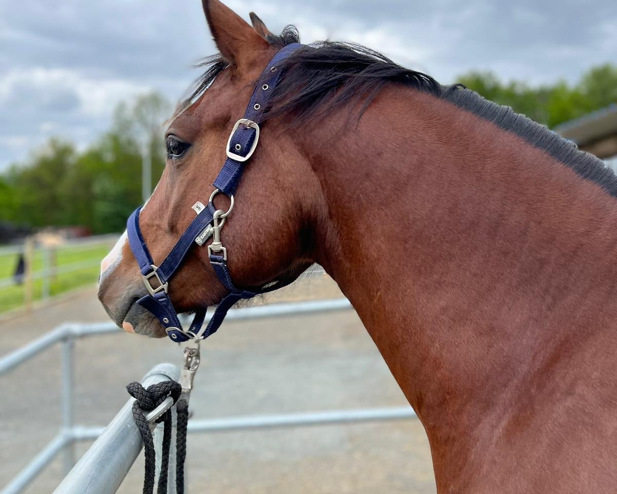 Dressurpferd Vancouver RW (Deutsches Reitpony, 2019, von Very Black)