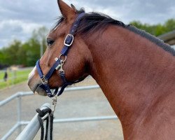 dressage horse Vancouver RW (German Riding Pony, 2019, from Very Black)