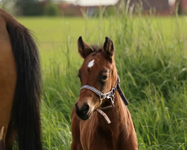 dressage horse Der kleine Prinz HW (German Riding Pony, 2023, from Crown Dramatic)