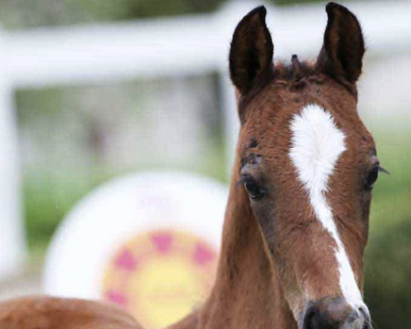 jumper Creamy GE (German Sport Horse, 2023, from Chaclot)