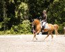 dressage horse Milky Way 97 (unknown, 2017)