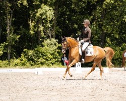 dressage horse Milky Way 97 (unknown, 2017)