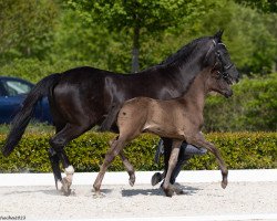 jumper König Kasimir G (Trakehner, 2023, from Dein Erbe)