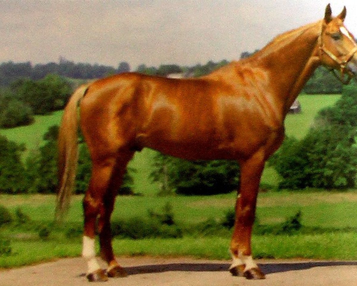 Deckhengst Paladin des Ifs (Selle Français, 1981, von Uriel)
